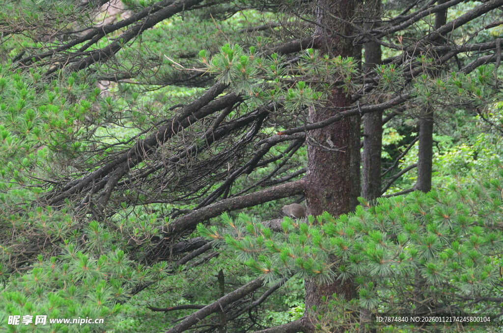 茂密森林中的树木枝叶