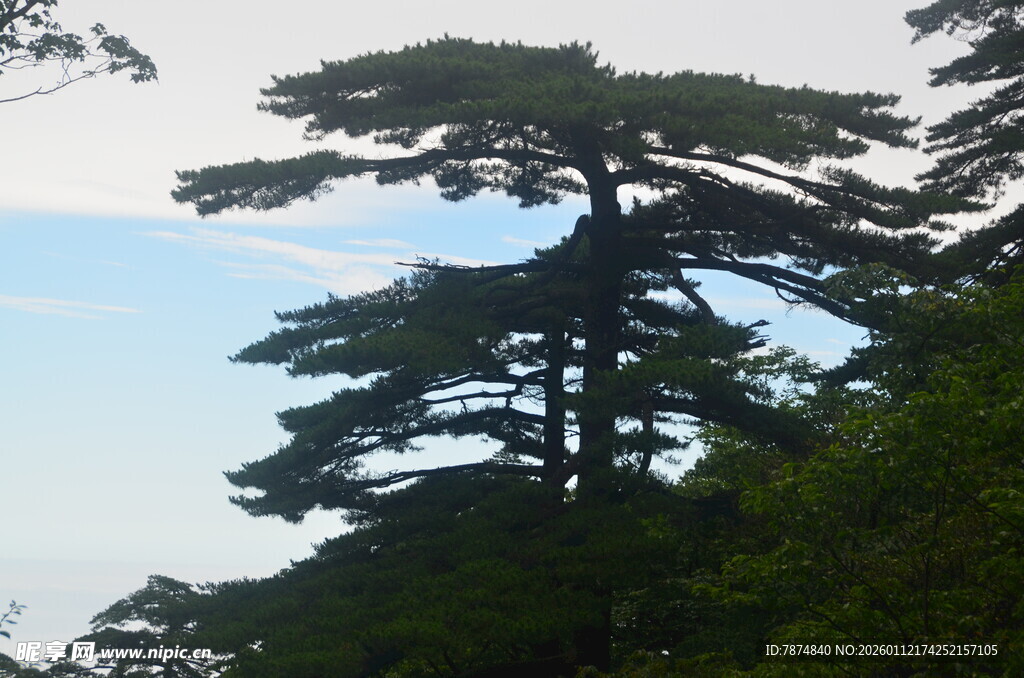 挺拔松树傲立山林
