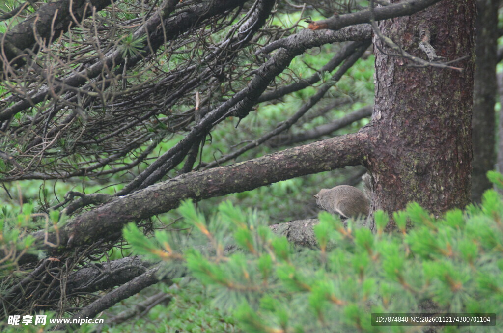 森林中交错的枝干与绿植