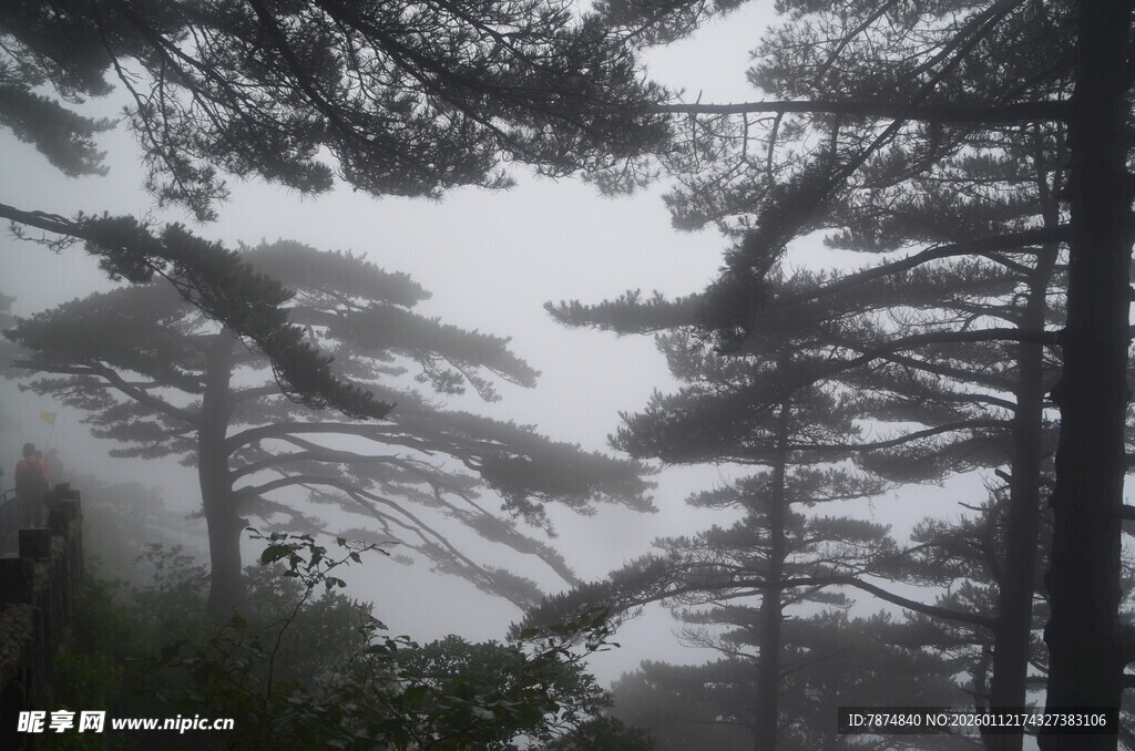 雾中松林美景