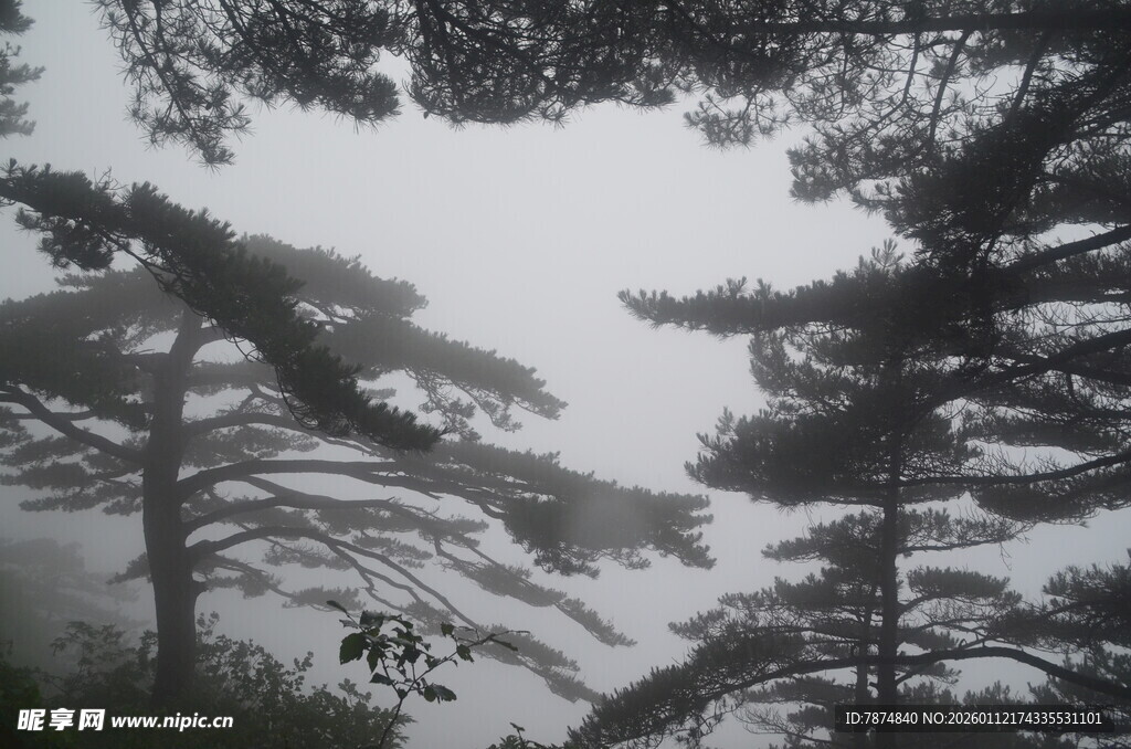 水墨风格的松林景象