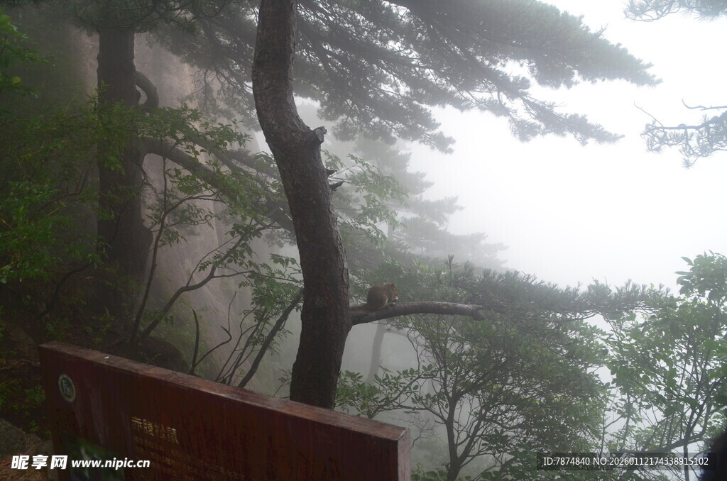 山间雾中景 林木伴栈道
