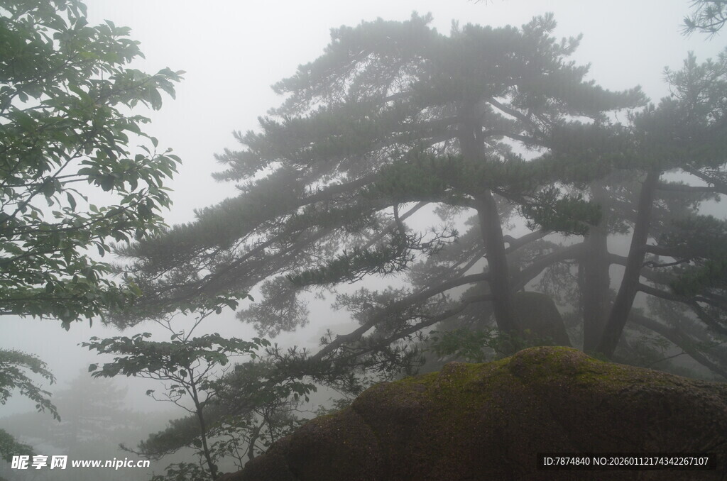 雾中松林景致