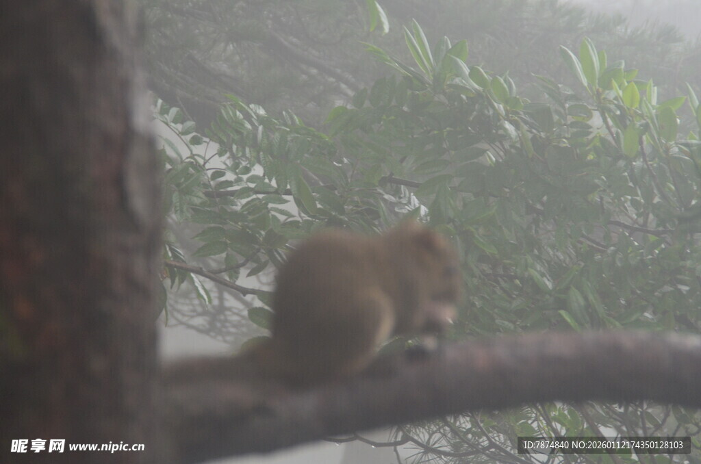 树枝上的小动物