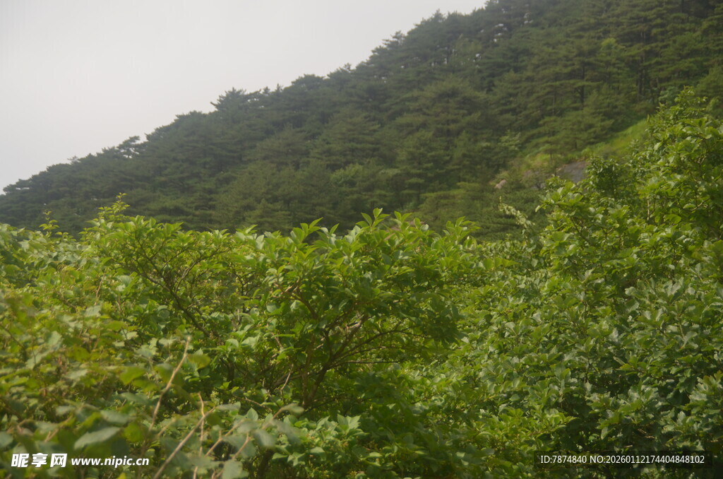 绿意盎然的山间植被