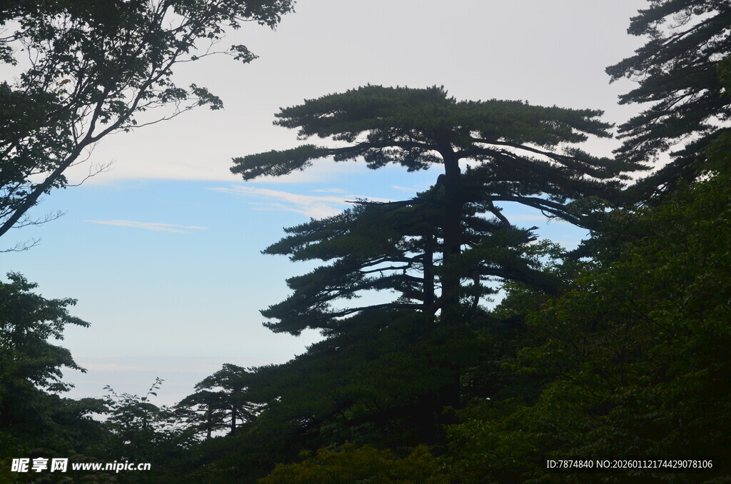 山林中的挺拔松树