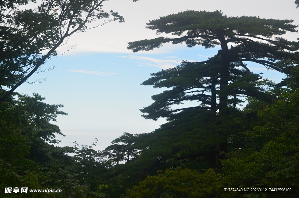 山林中挺拔的高大树木