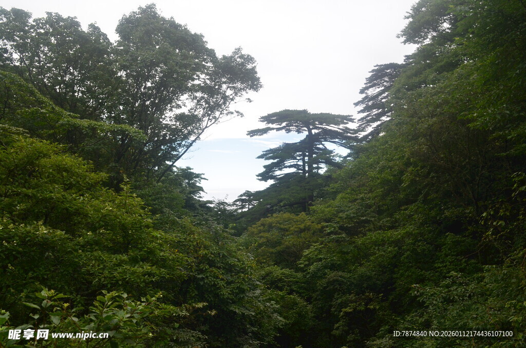 茂密山林绿意盎然景象