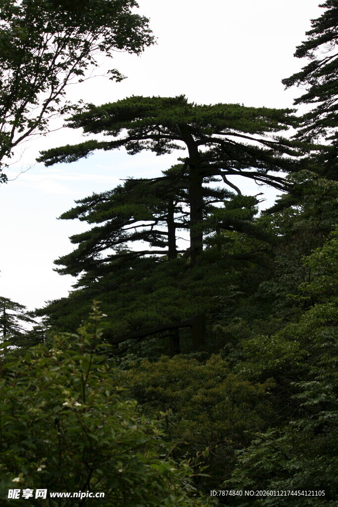 山林中的挺拔松树