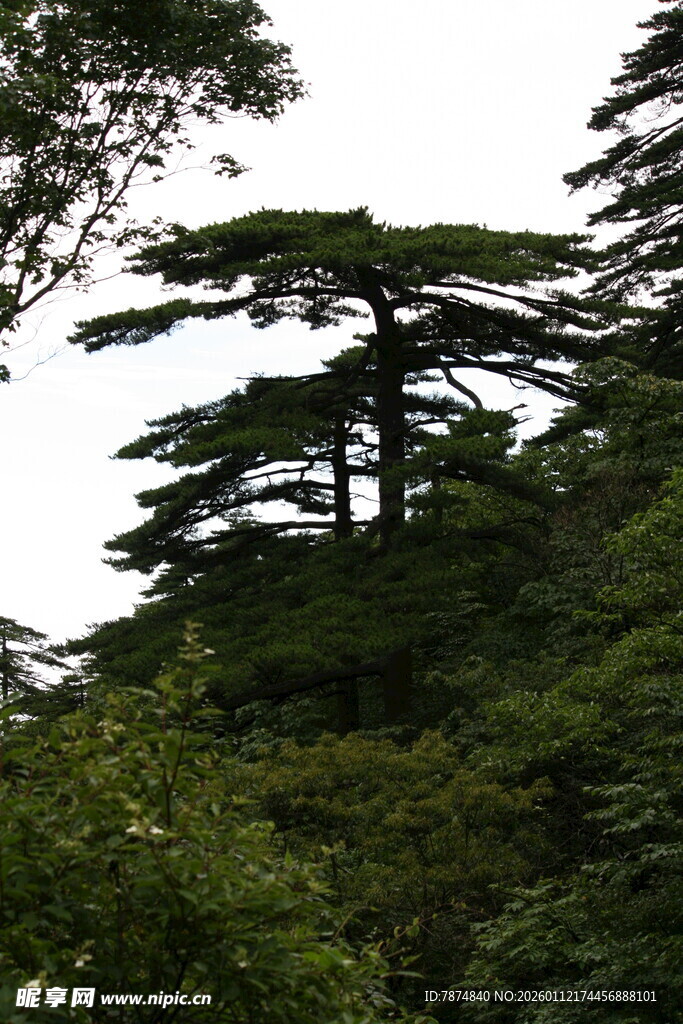 山林中的挺拔松树