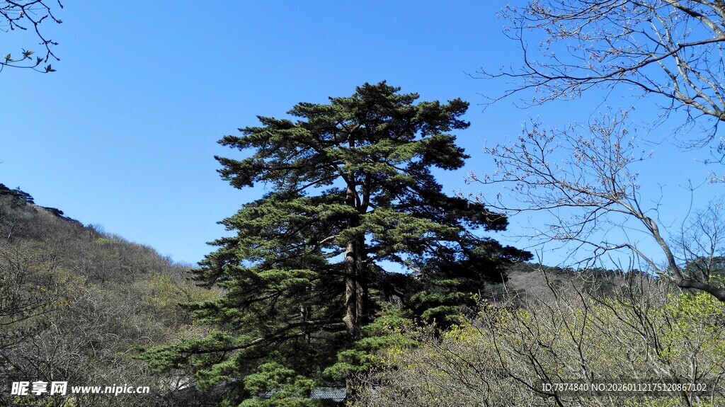 山林中的挺拔松树