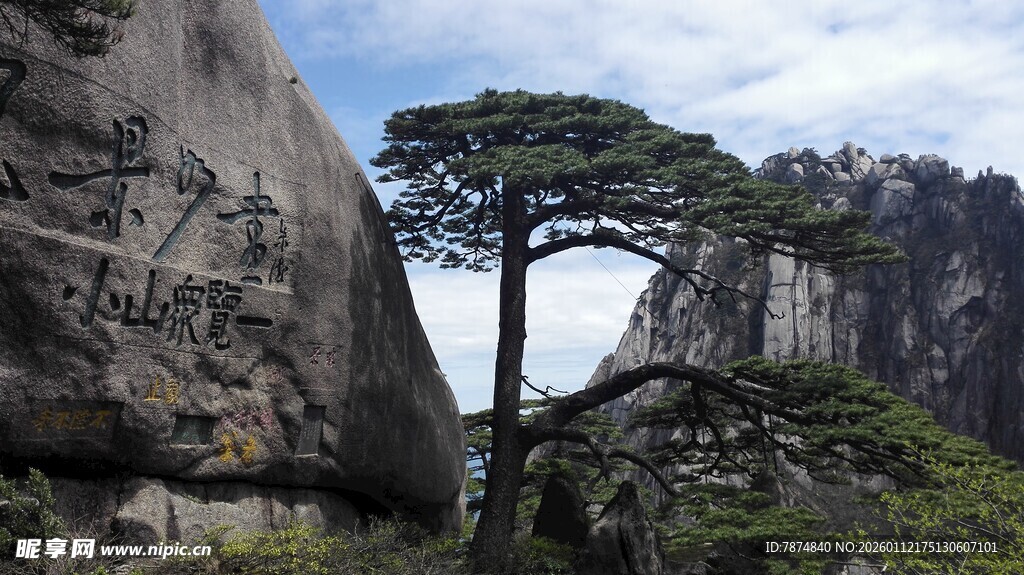黄山奇松屹立于山石间