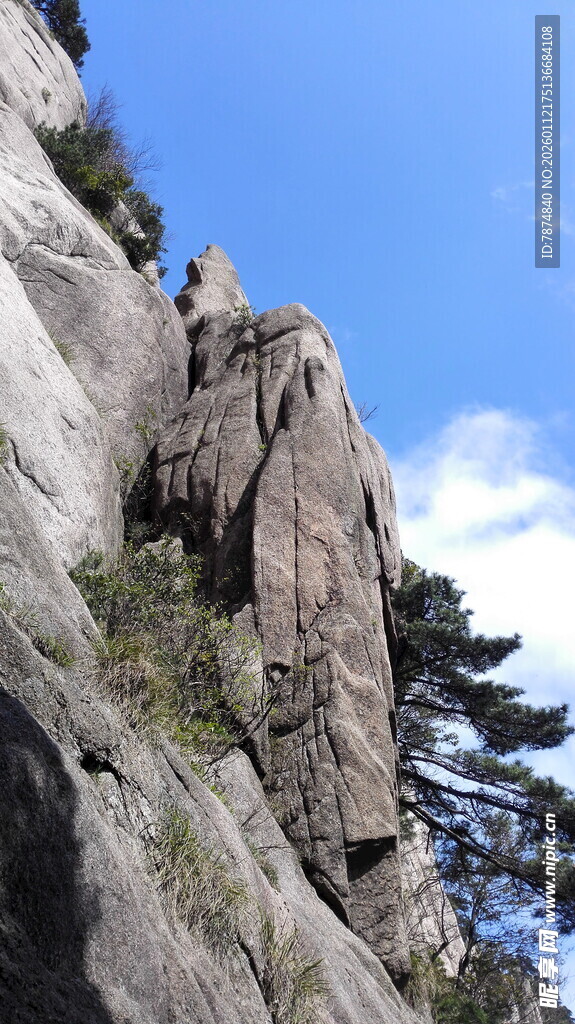 陡峭山壁上的苍松