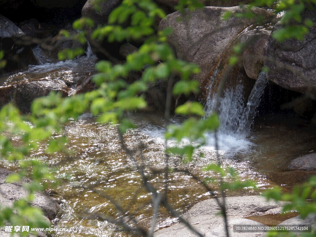 山间溪流旁的翠绿枝叶