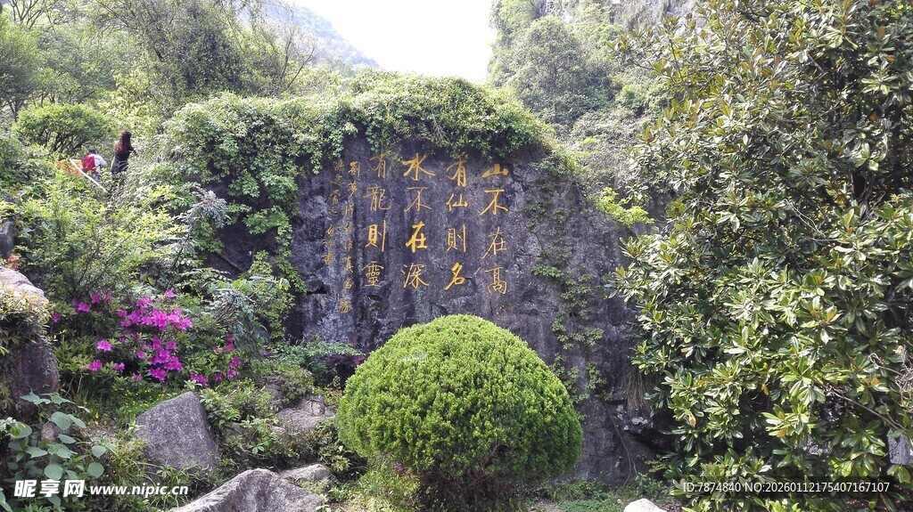 绿意盎然的花园景观