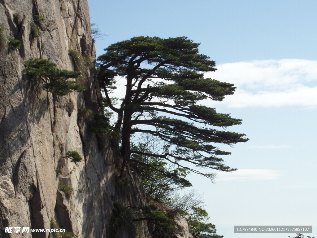 悬崖峭壁上的孤松