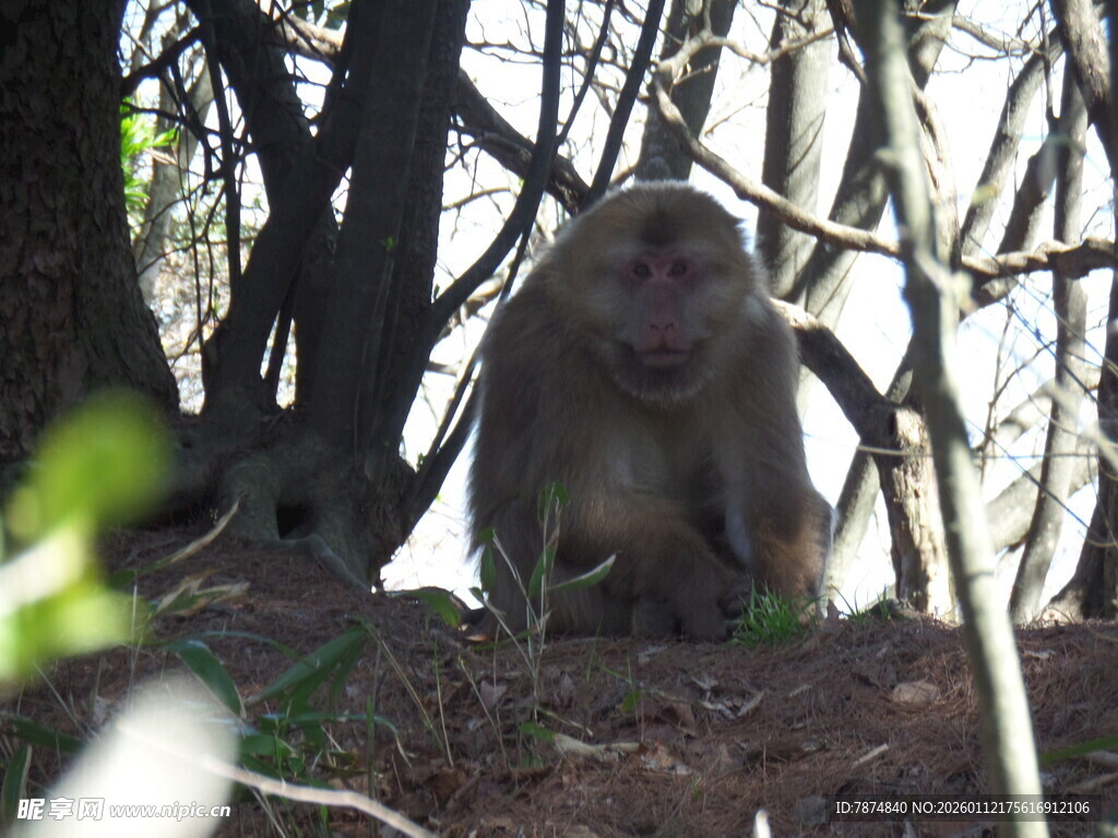 林间猴子