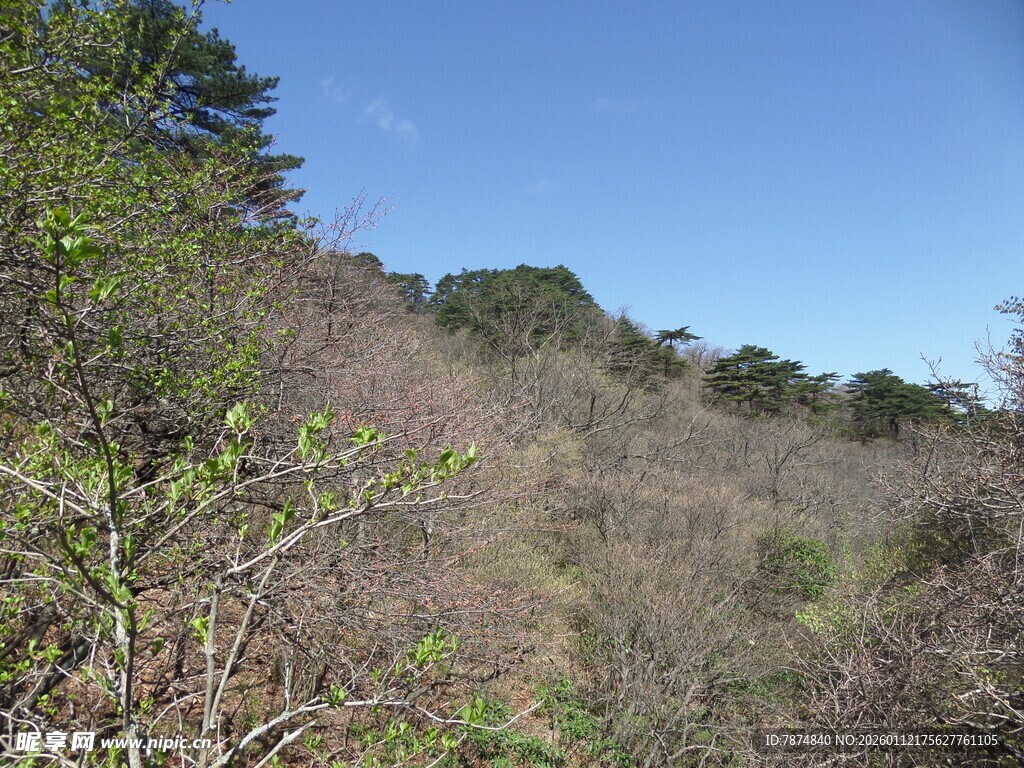 山林景致 绿意盎然