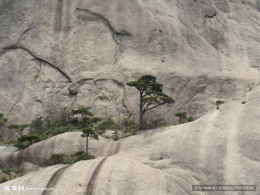 岩石间的顽强小树