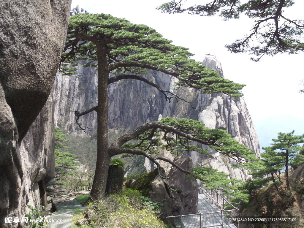 黄山峭壁旁的挺拔松树