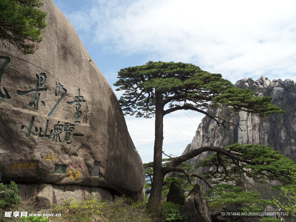 黄山奇峰间的苍松