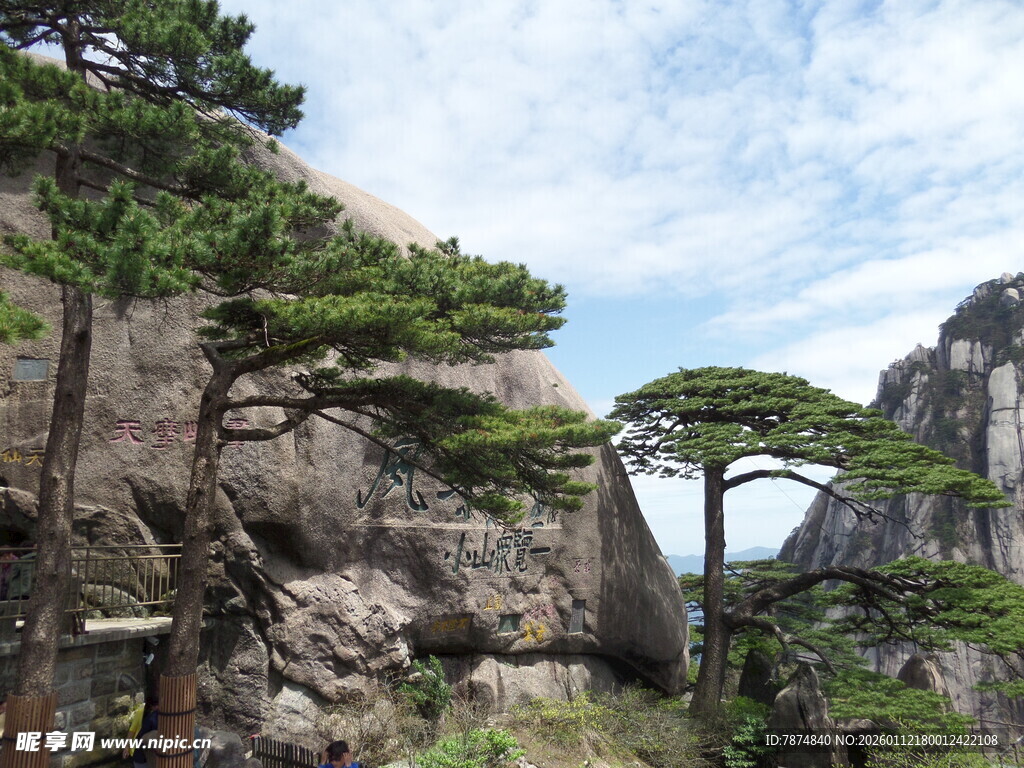 黄山奇峰上的苍劲松树
