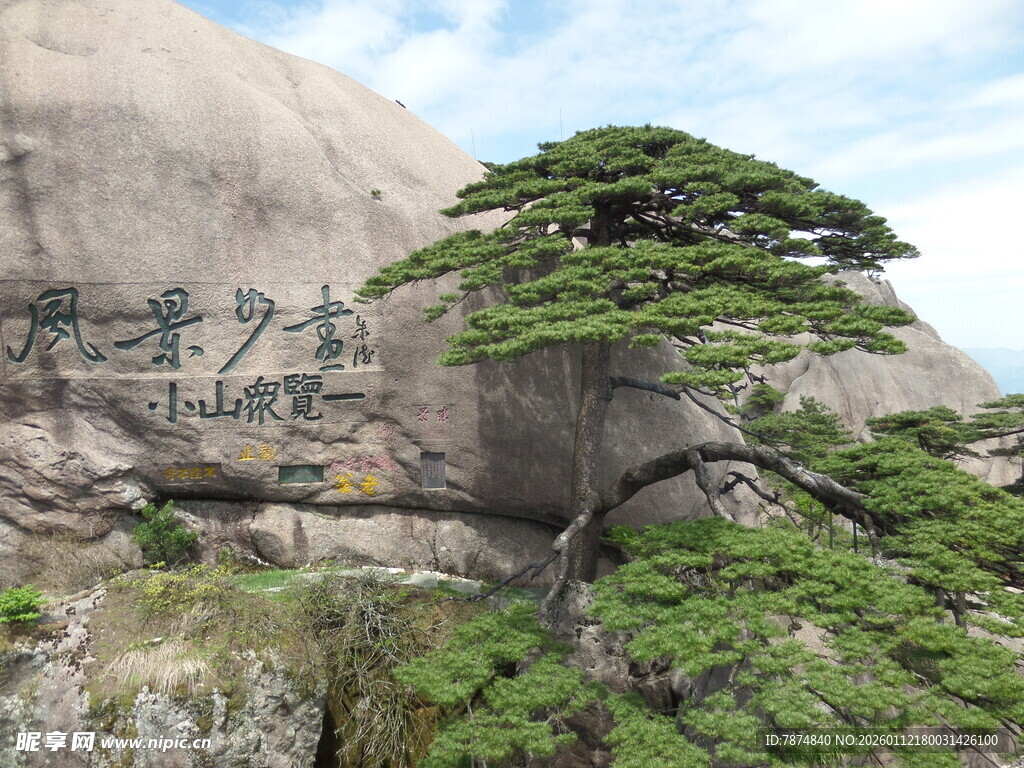 黄山奇松屹立于山石旁