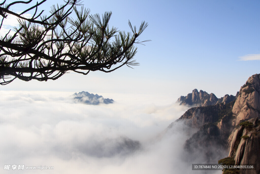 黄山云海中的苍松美景