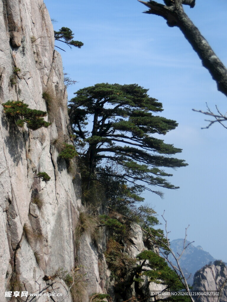 悬崖峭壁上的挺拔松树