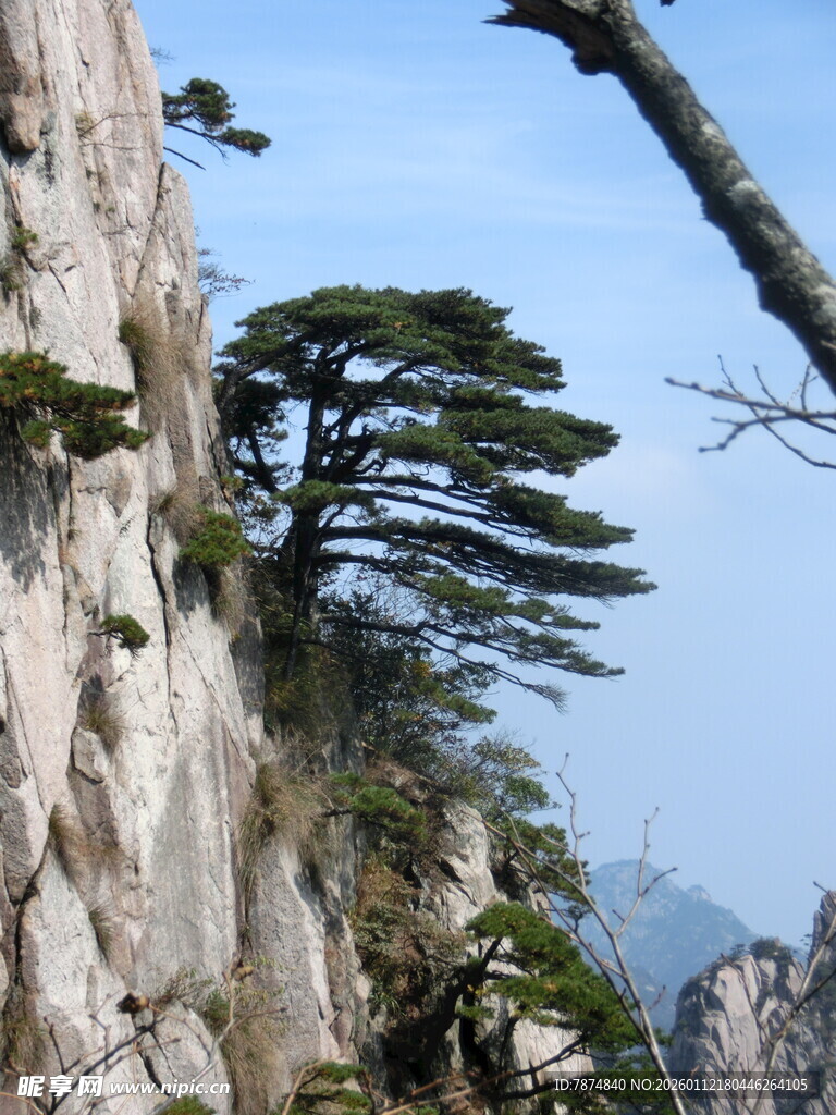 悬崖边的苍松