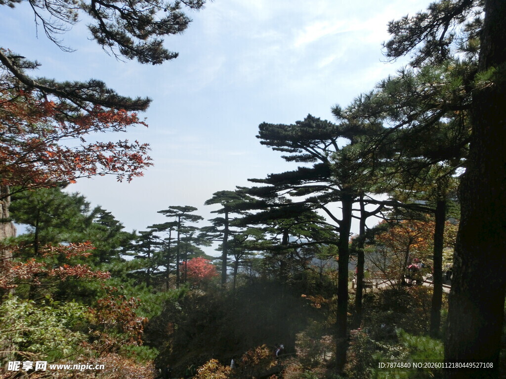 山林松景 秋色初显