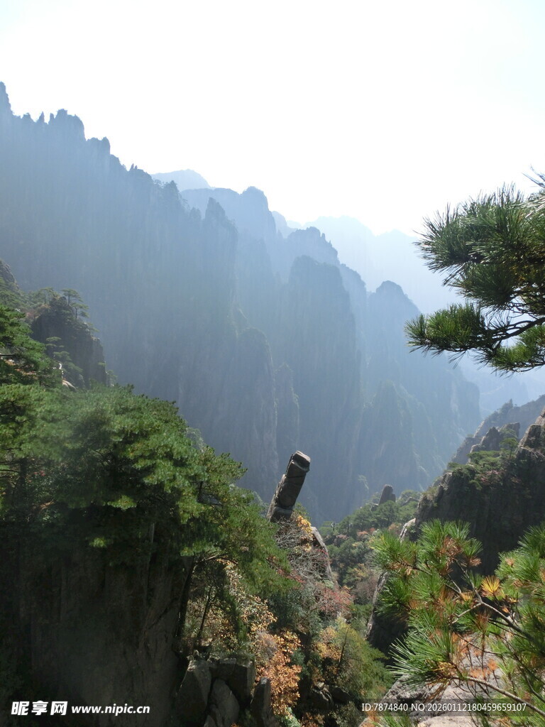 壮丽山景中的挺拔松树