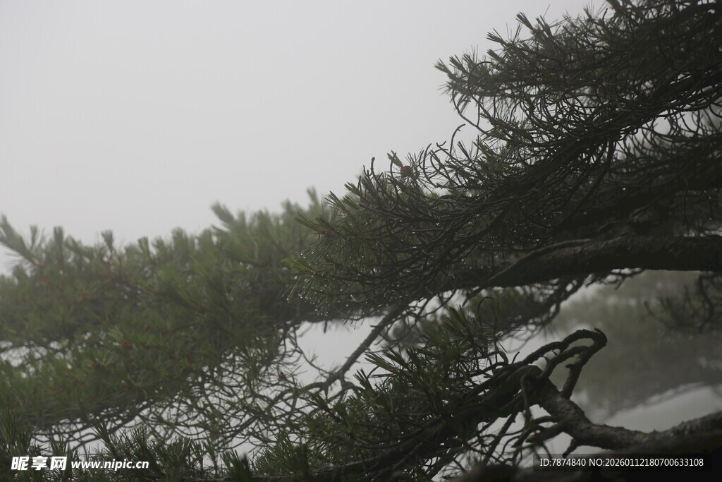 雾中松景