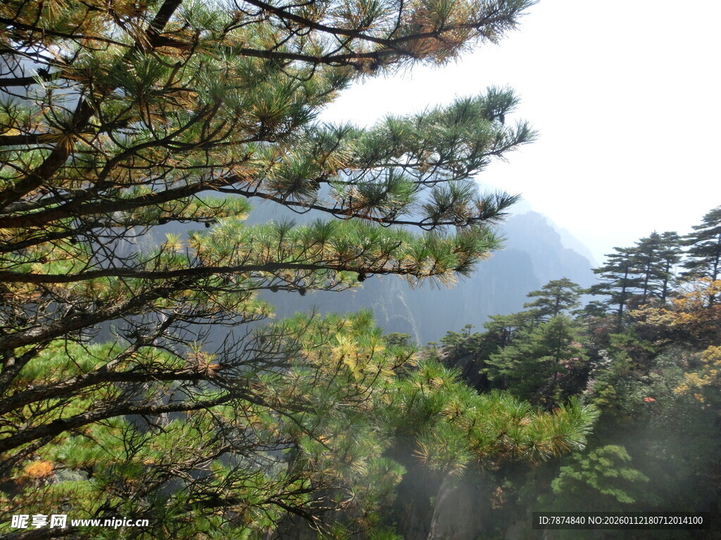 山林间的松树枝叶景观