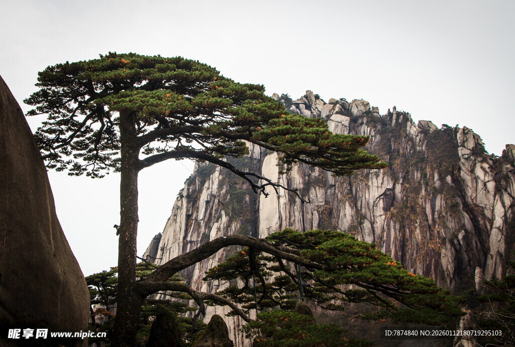 黄山奇松与险峻山峰