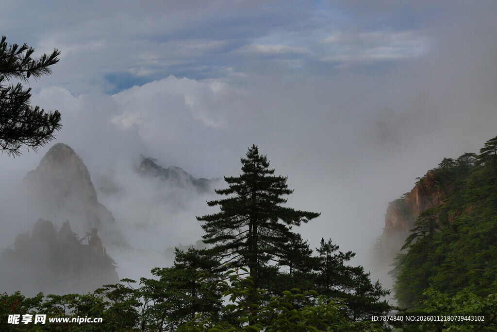 云雾缭绕的山林美景