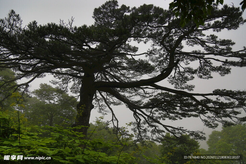 孤松挺立山林间