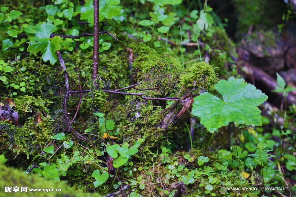 森林中的苔藓与绿叶植物