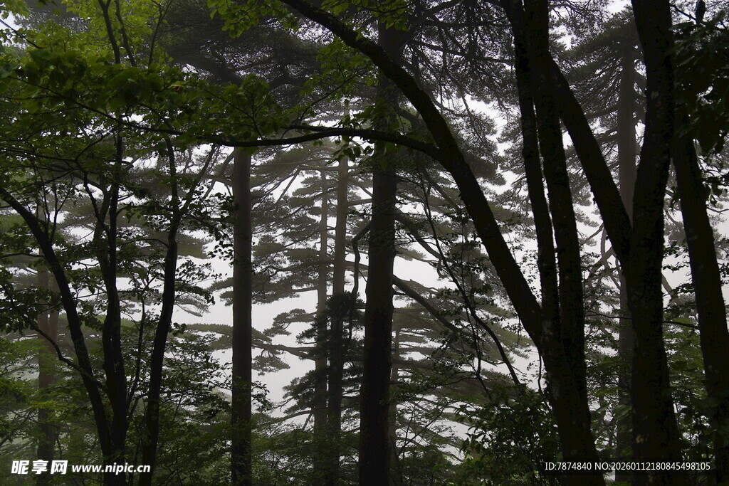 茂密树林中的清新景致