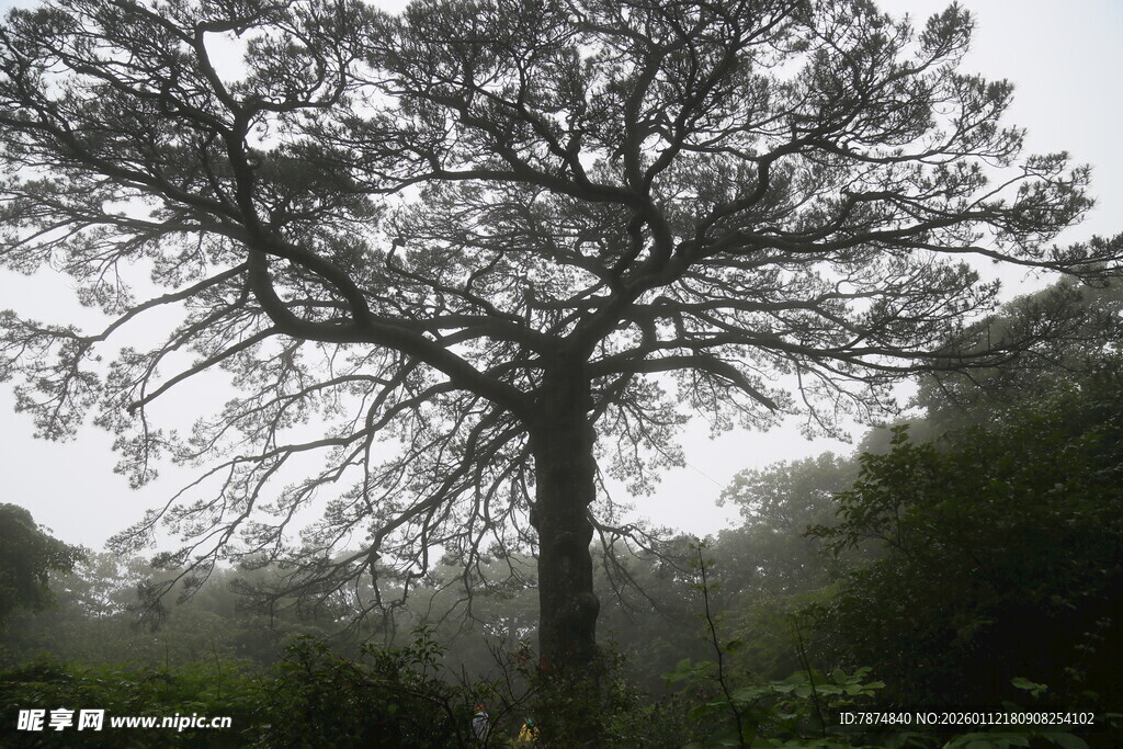 雾中孤树 尽显静谧之美