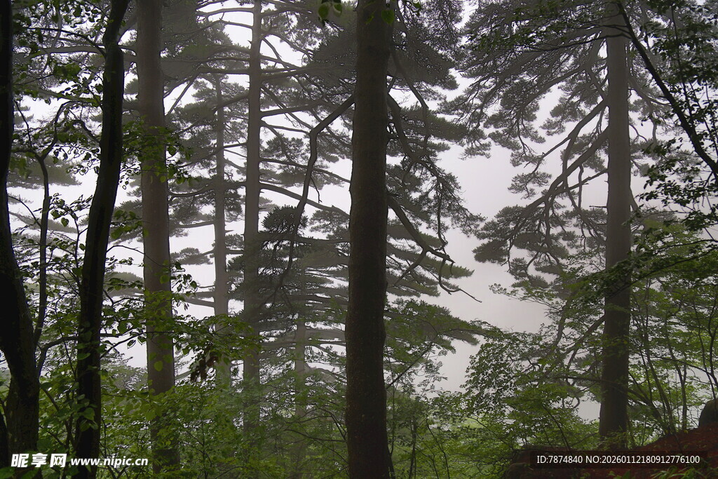 雾中森林 静谧自然景致