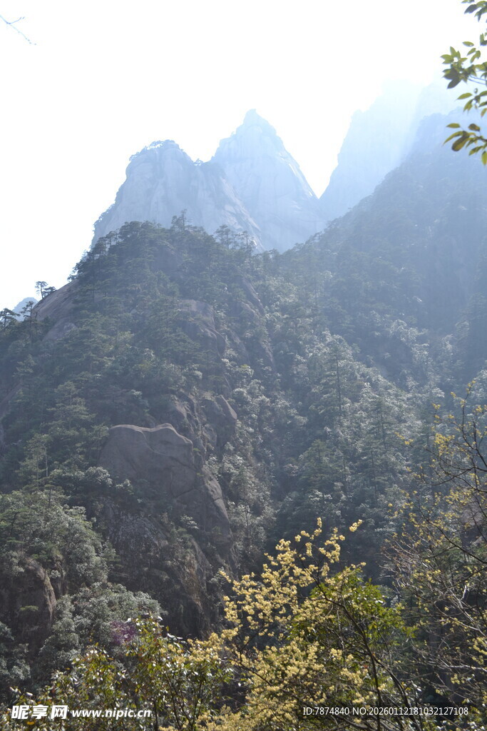 青山巍峨 山林葱郁之景