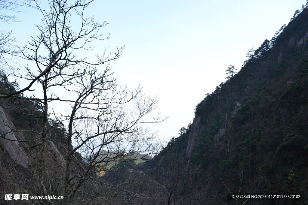 山间枯树与连绵山峰