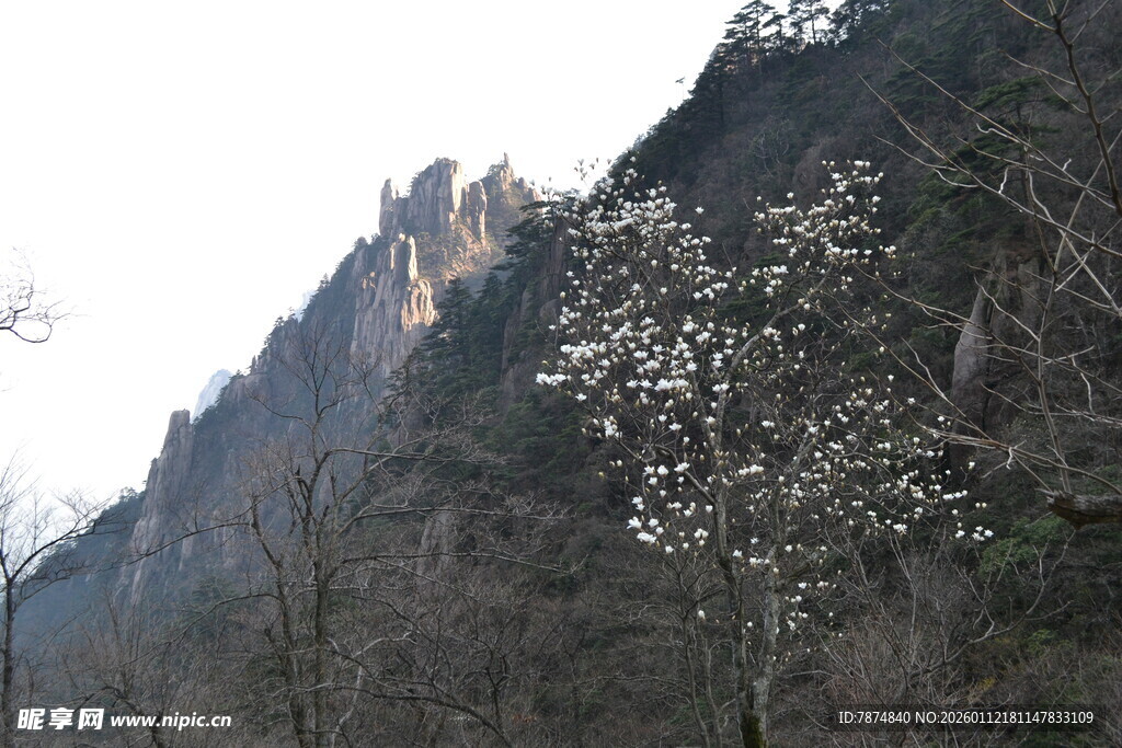 山景中绽放的白色花朵