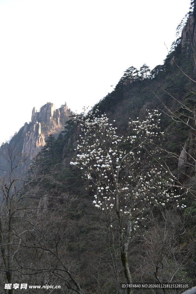 山间绽放的素雅花朵