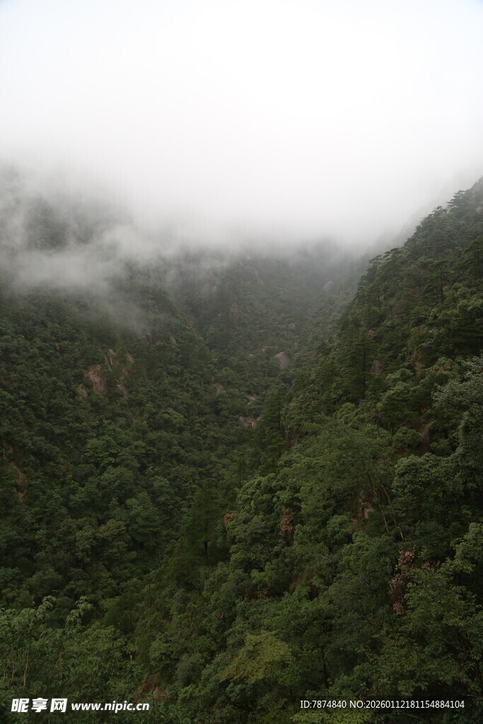 云雾缭绕的翠绿山林