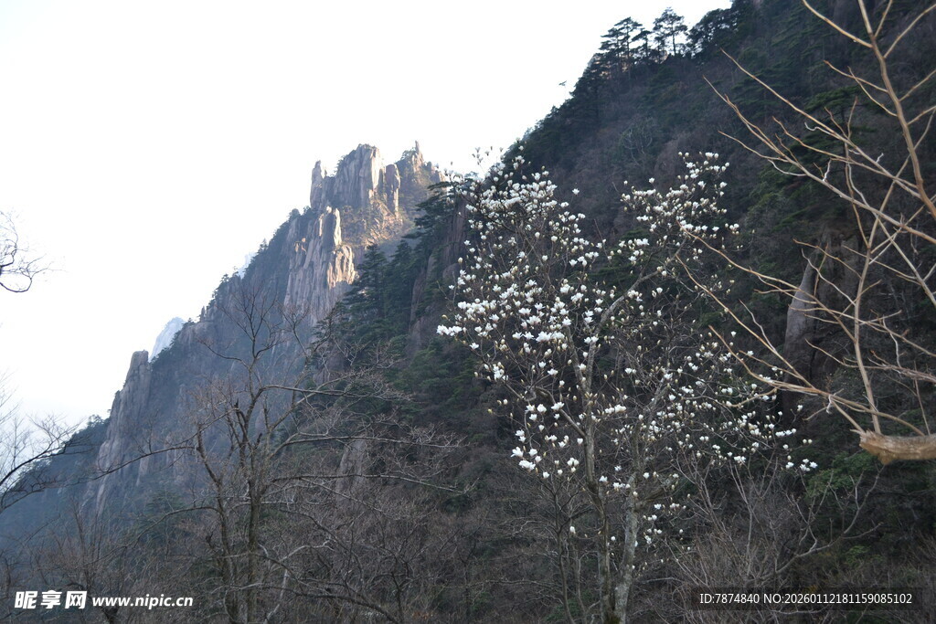 巍峨山峦与稀疏树木景观