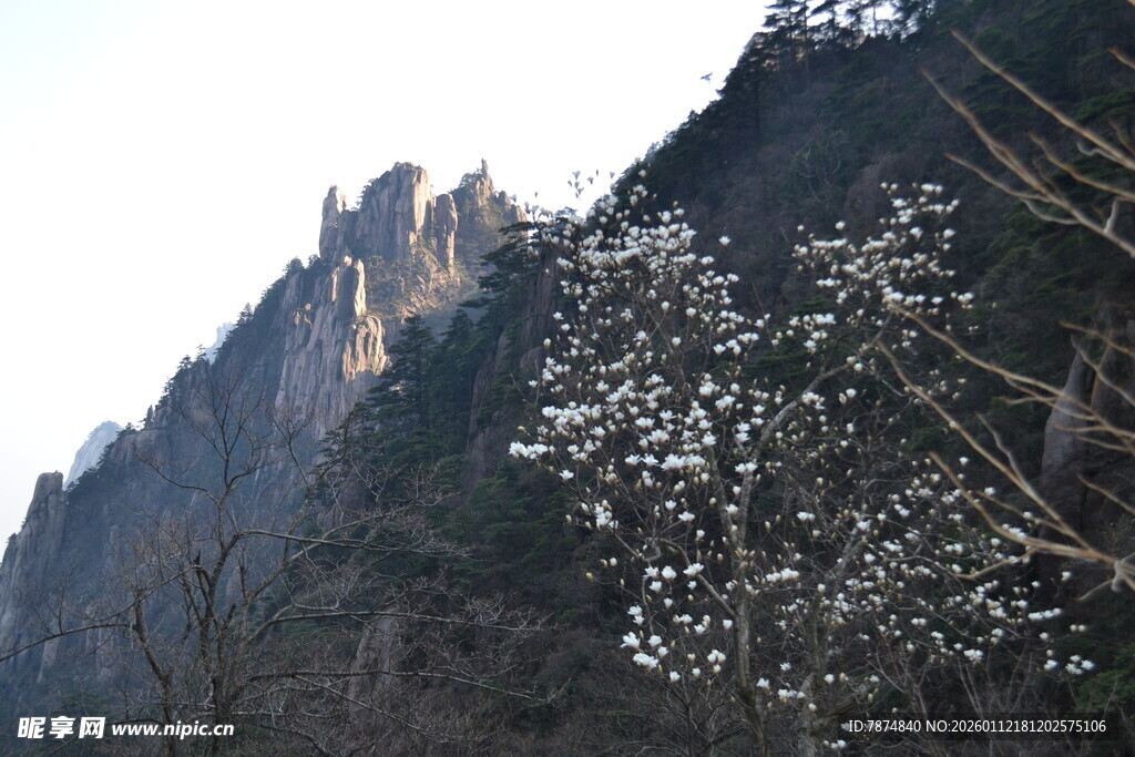 山景中的绽放花枝