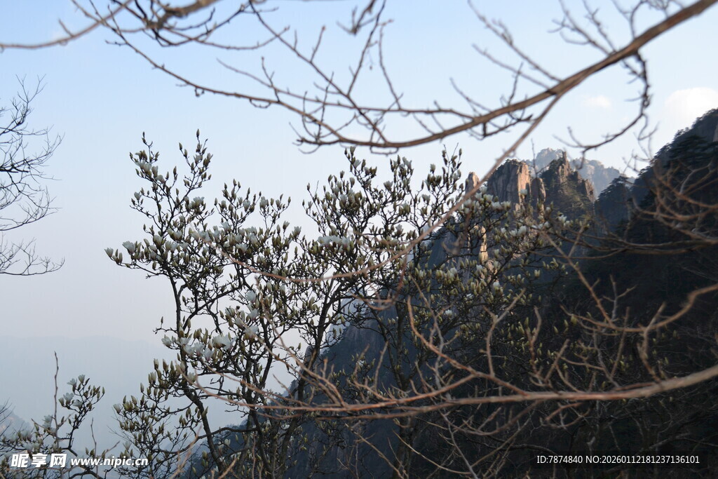 山景中的光秃树枝