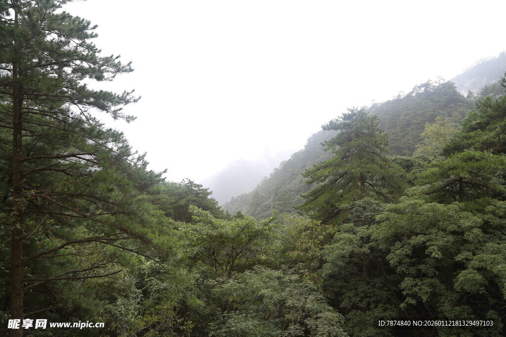山林迷雾中的葱郁植被